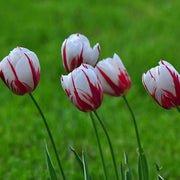Red and White Tulip Seeds