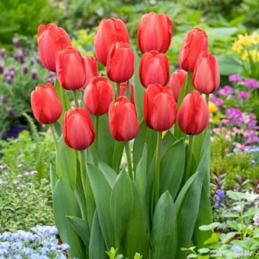 Tulip Seeds – Tulipa spp.