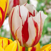 Tulipa gesneriana Tulip Seeds