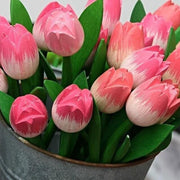 Tulipa spp Tulip Seeds