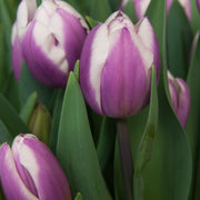 White and Lavender Tulip Seeds