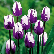 White and Violet Tulip Seeds