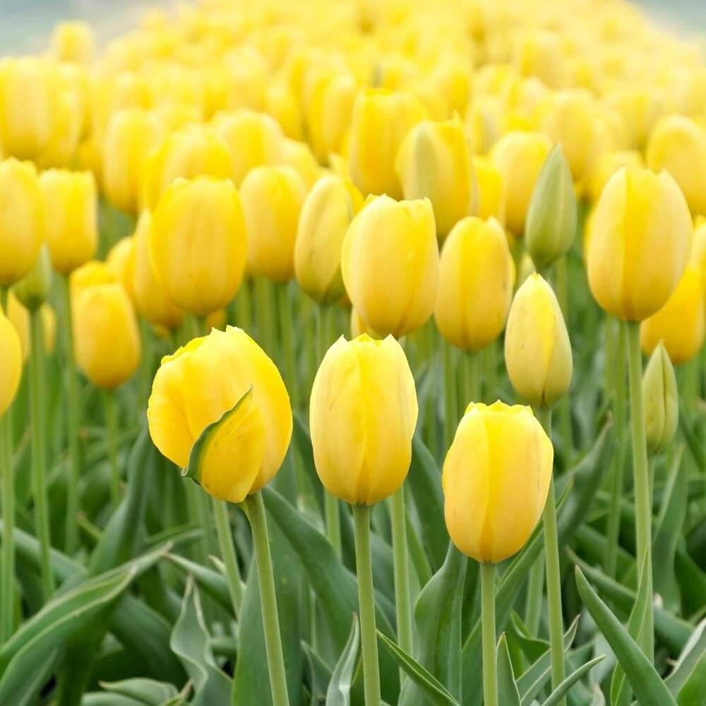 Yellow Tulip Seeds