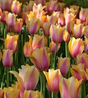 Yellow Pink Tulip Seeds