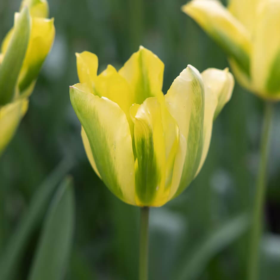 Yellow and Green Tulip Seeds