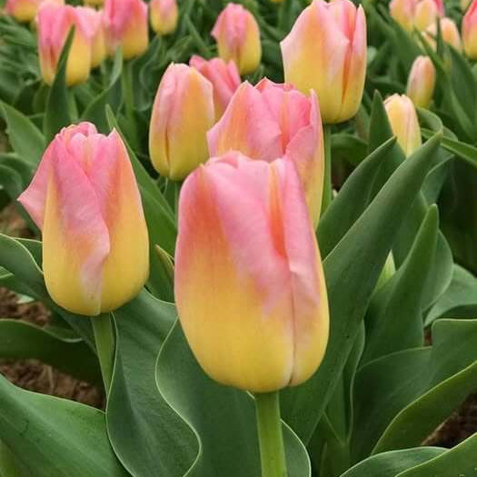 Yellow and Pink Tulip Seeds