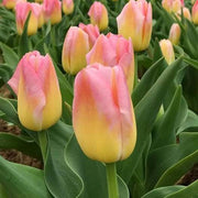 Yellow and Pink Tulip Seeds