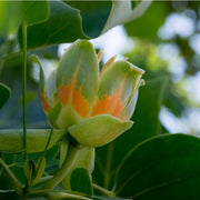 Ornamental Shade Tulip Seeds