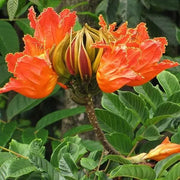 Tulip Seeds