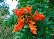 Tulip Seeds