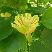 Ornamental Shade Tulip Seeds