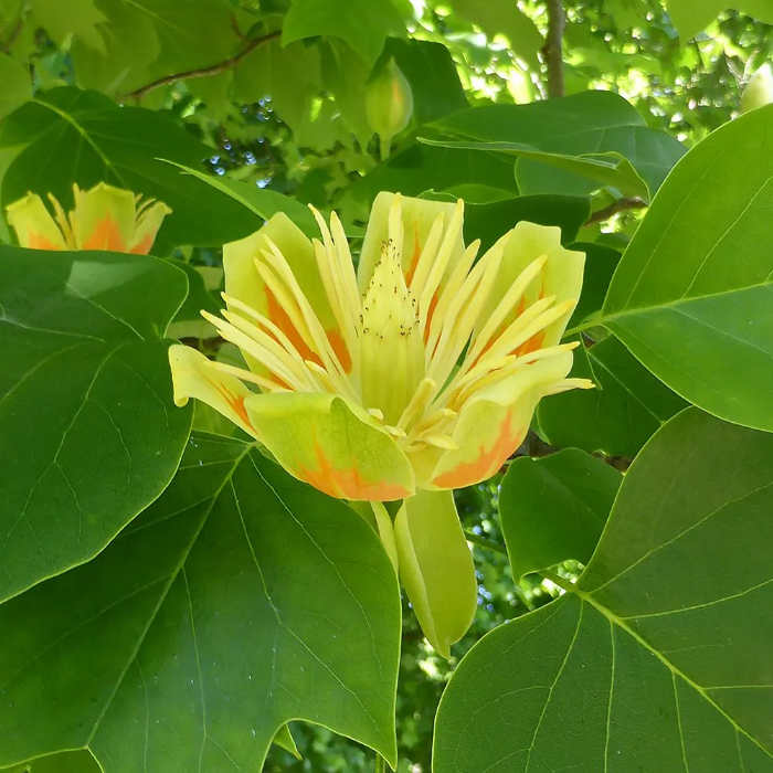 Ornamental Shade Tulip Seeds