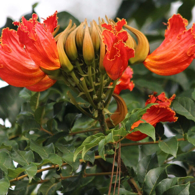 Tulip Seeds