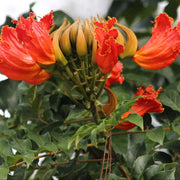 Tulip Seeds