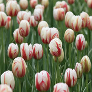 Tulipa gesneriana Tulip Seeds