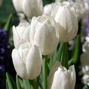 White Tulip Seeds