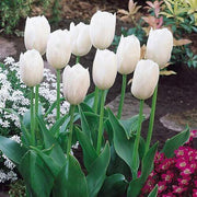 White Tulip Seeds