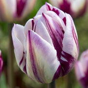 White and Lavender Tulip Seeds