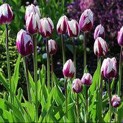White and Violet Tulip Seeds