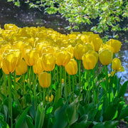Yellow Tulip Seeds