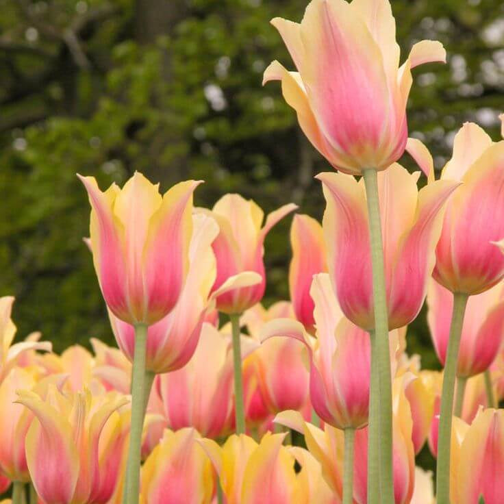 Yellow Pink Tulip Seeds