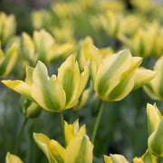 Yellow and Green Tulip Seeds