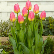 Yellow and Pink Tulip Seeds