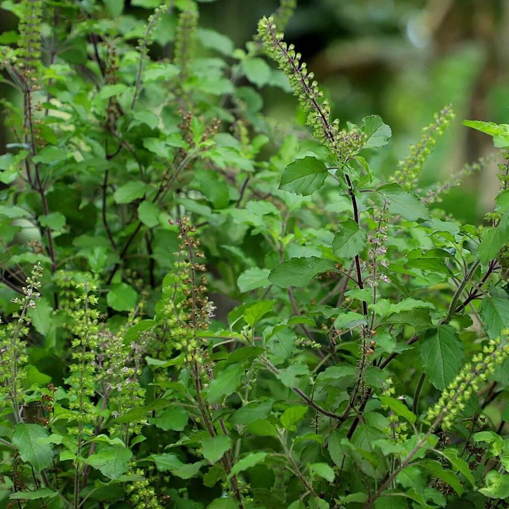 Tulsi Basil Seeds, Herbal