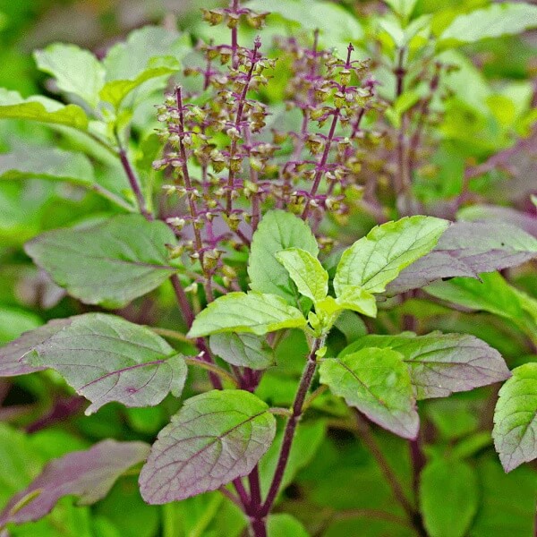 Tulsi Krishna Basil Seeds, Herbal