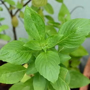 Tulsi Vana Ocimum Gratissimum Basil Seeds, Herbal