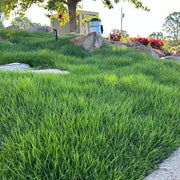 Turfgrass Zoysia Seeds -Fine Blade Lawn Turf Seed