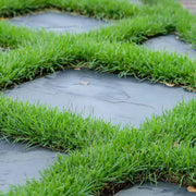 Turfgrass Zoysia Seeds -Fine Blade Lawn Turf Seed