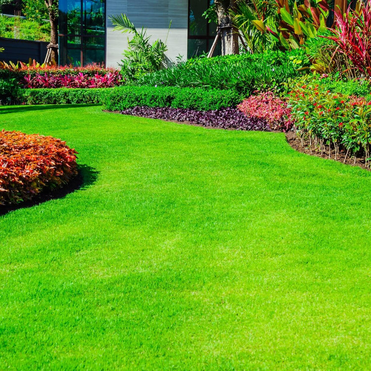 Turfgrass Zoysia Seeds -Fine Blade Lawn Turf Seed
