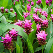 Pink Turmeric Seeds, Herbal