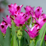 Pink Turmeric Seeds, Herbal
