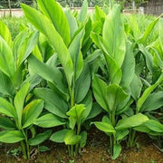 Turmeric Seeds - Herbal Plant for Home Gardens Seeds