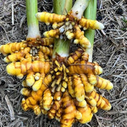 Root Turmeric Seeds, Herbal