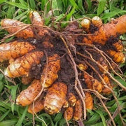 Root Turmeric Seeds, Herbal