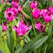 Pink Turmeric Seeds, Herbal