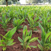 Turmeric Seeds - Herbal Plant for Home Gardens Seeds