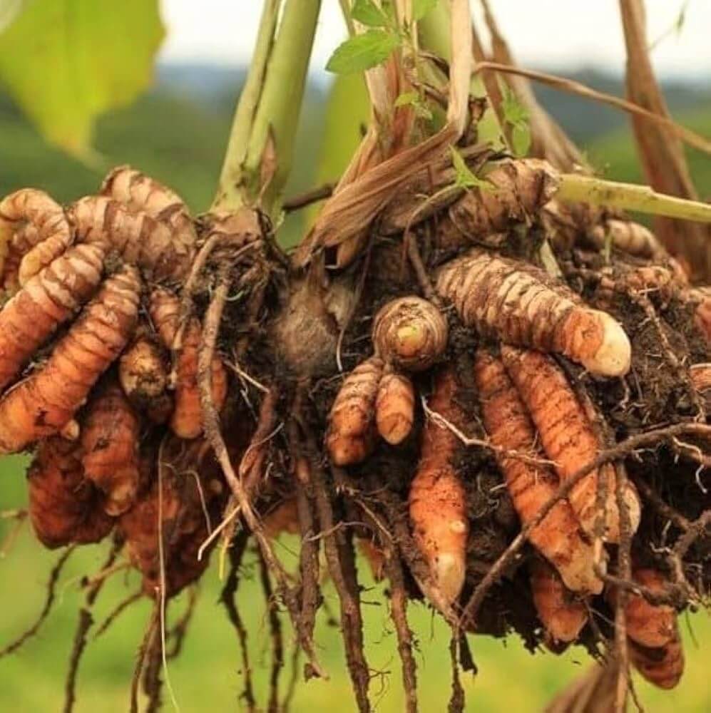 Root Turmeric Seeds, Herbal