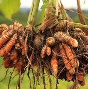 Root Turmeric Seeds, Herbal