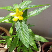Turnera ulmifolia Mexican Pansy Seeds