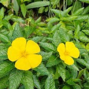 Turnera ulmifolia Mexican Pansy Seeds