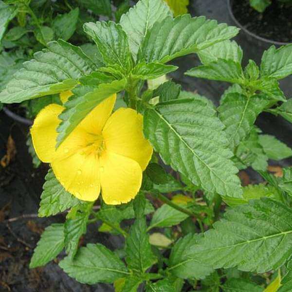 Turnera ulmifolia Mexican Pansy Seeds