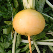 Golden Ball Turnip Seeds