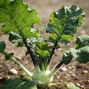Turnip Seeds – Brassica rapa subsp. rapa