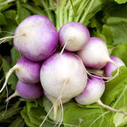 Purple White Turnip Seeds