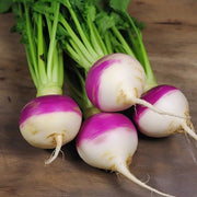 Purple White Turnip Seeds