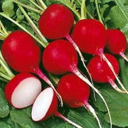 Red Turnip Seeds